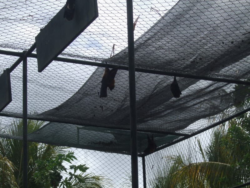 Mauritius 2010 - 0334 